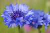 Lataa kuva gallerian katseluohjelmaan, Looking to buy Centaurea Cyanus seeds online? Our store offers premium quality seeds that are perfect for producing stunning blue cornflowers. Shop now and discover the beauty of this versatile plant!