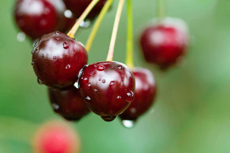 Organic Cherries Tree Seeds: Grow Healthy and Flavorful Cherry Trees