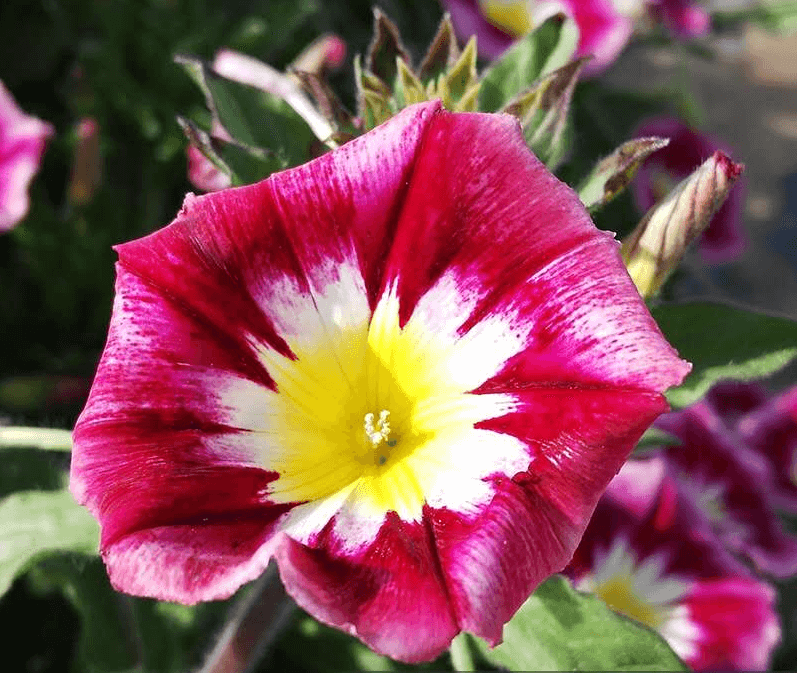Red Convolvulus Tricolor Seeds - Cultivate vibrant red blooms for a stunning garden display