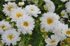 تحميل الصورة في عارض المعرض ، Buy Online Cosmos Double Dutch White Seeds - Grow Flowers in Your Garden