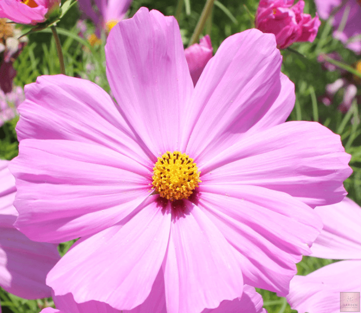 Garden Elegance: Get Pink Dwarf Cosmos Flower for Delightful and Charming Blooms
