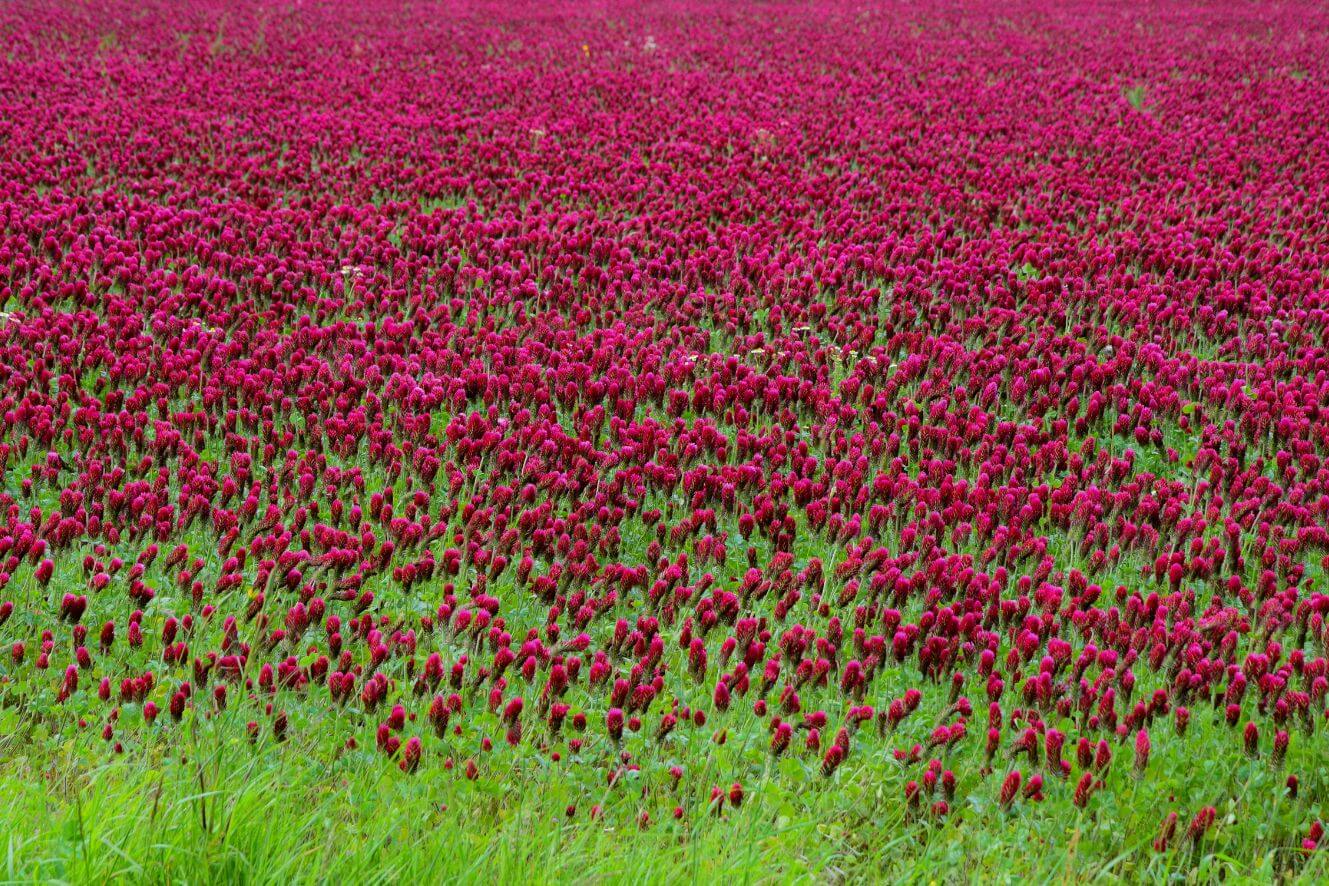 Red Clover Seeds for a Captivating Garden - Create a picturesque landscape with these stunning seeds