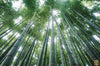 Start Your Bamboo Garden with Dendrocalamus Peculiaris Seeds | Grow Something Extraordinary