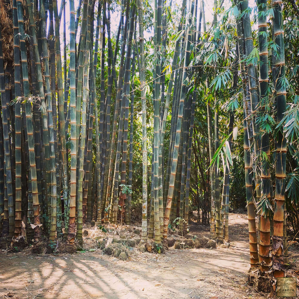 Explore a Variety of Dendrocalamus asper Seeds | Bambu Petung Available 