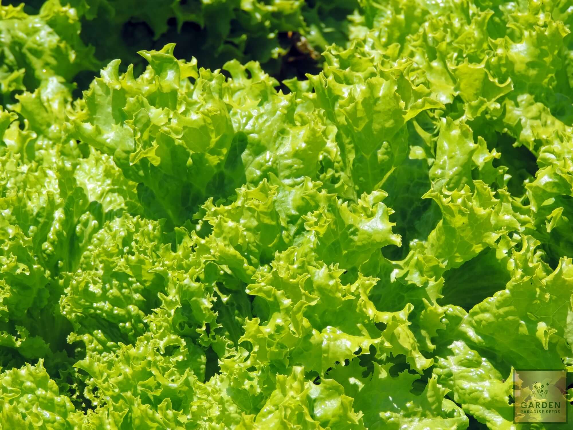 Garden Bounty: Get Loose Leaf Lettuce for Bountiful and Flavorful Harvests