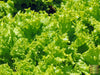 Carica l&#39;immagine nel visualizzatore Galleria, Garden Bounty: Get Loose Leaf Lettuce for Bountiful and Flavorful Harvests