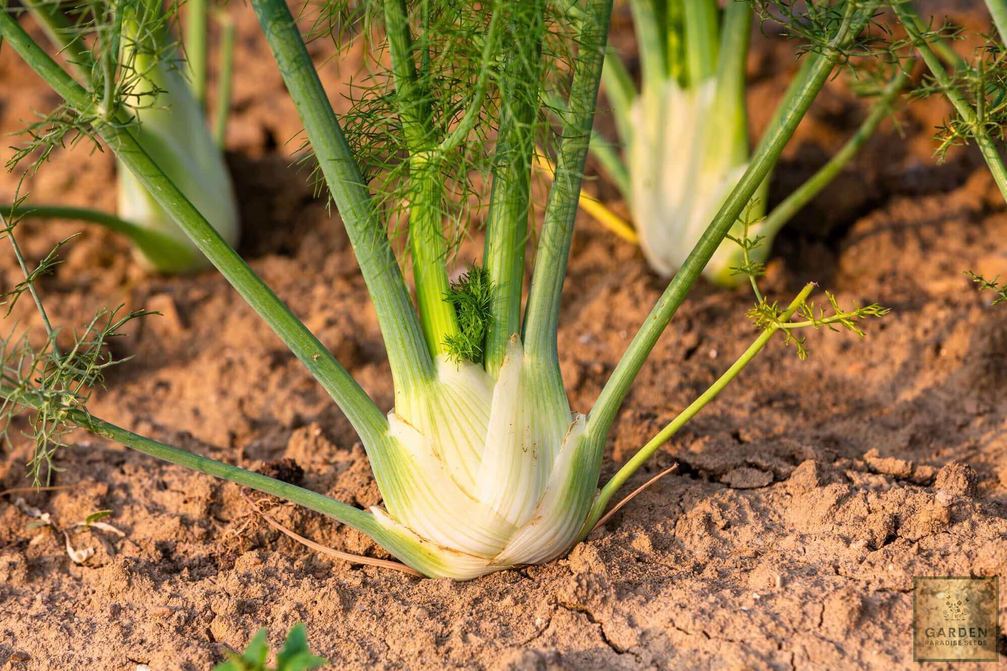 Florence Fennel Seeds - Grow aromatic and flavorful fennel in your garden