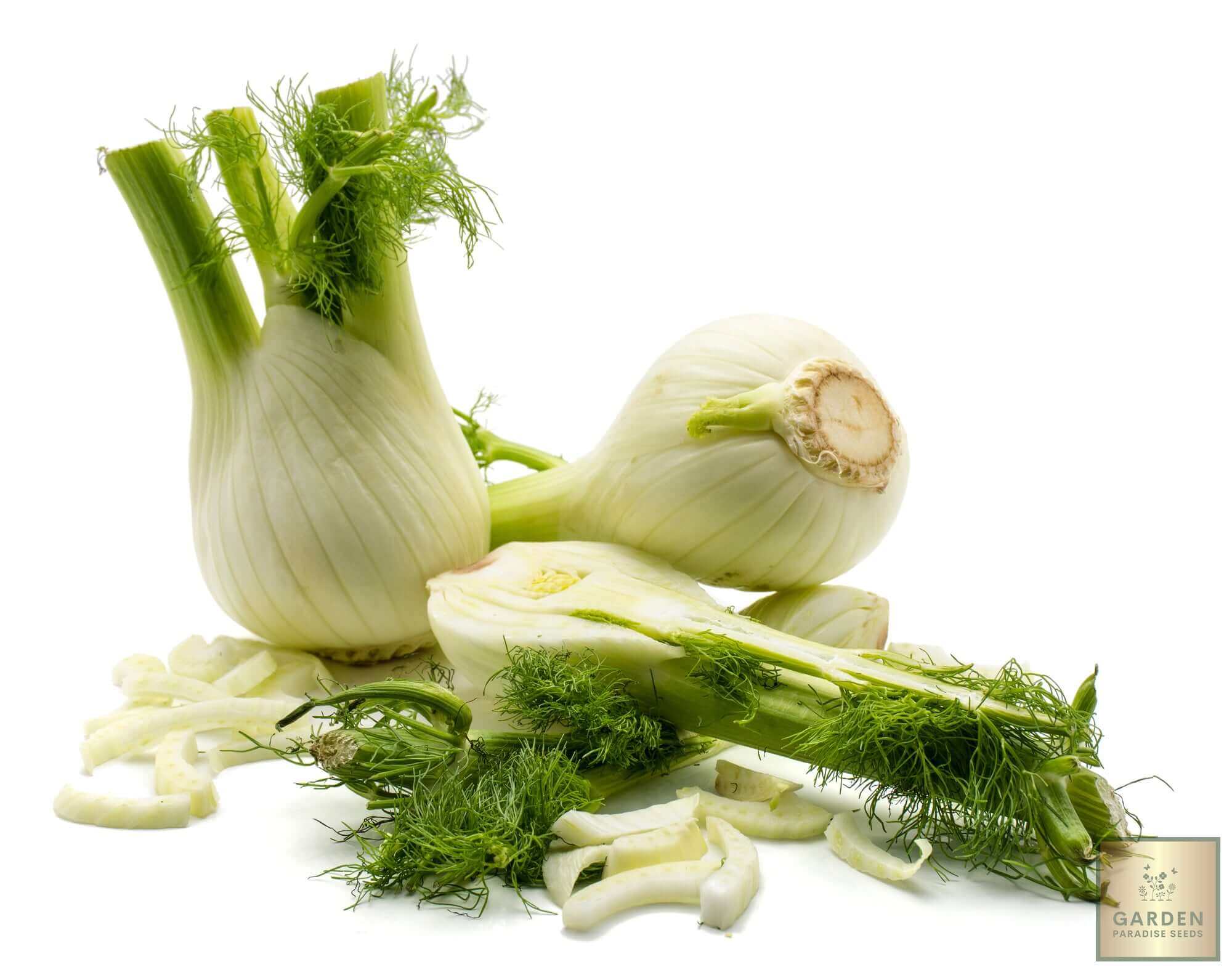 Florence Fennel Seeds - Create a garden filled with fresh and delightful fennel