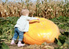 Premium Giant Pumpkin Seeds - Start a record-breaking harvest with these high-quality seeds
