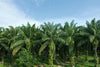 High-quality Elaeis Guineensis seeds for sale - African Oil Palm