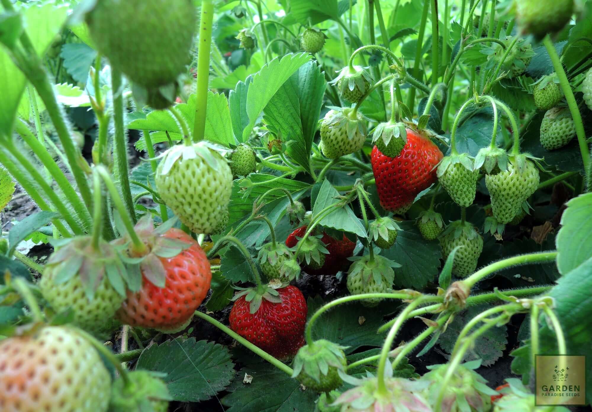 Shop for Top-Quality Red Strawberry Seeds | Enhance Your Garden with Vibrant Foliage 