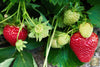Afbeelding laden in galerijviewer, Elevate Your Garden Harvest: Purchase Red Strawberry Plants Online