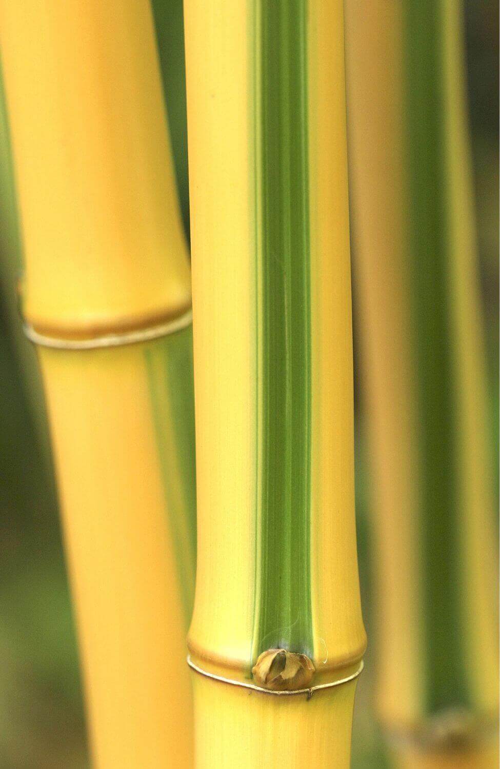 Enhance Your Garden with Bicolor Striped Bamboo Seeds