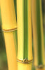 Cargar imagen en el visor de la galería, Enhance Your Garden with Bicolor Striped Bamboo Seeds
