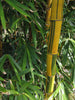 Bicolor Striped Bamboo Seeds - Grow Exotic Beauty!