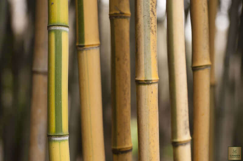 Plant Bicolor Striped Bamboo - Shop Now and Thrive!