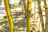 Indlæs billede i gallerifremviser, Buy Bicolor Striped Bamboo Seeds - Add Elegance to Your Garden!
