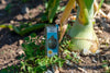 Garden Marvel: Buy The Kelsae Giant Onion Seeds for Impressive Harvests