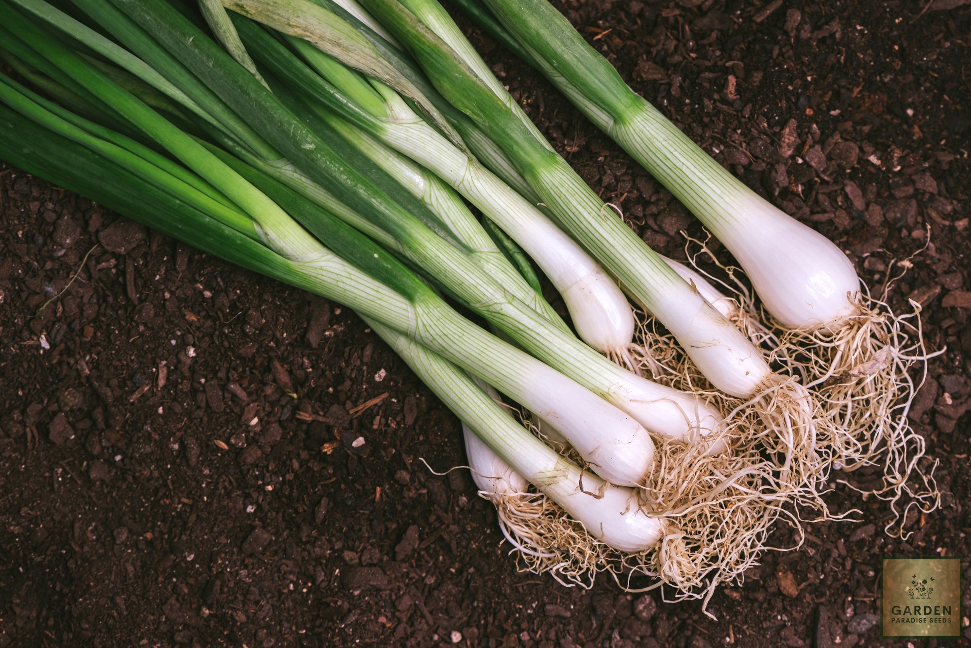 Vibrant Spring Green Onion Seeds - Grow fresh and aromatic green onions in your garden