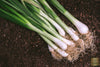 Ladda in bild i Galleri Viewer, Vibrant Spring Green Onion Seeds - Grow fresh and aromatic green onions in your garden