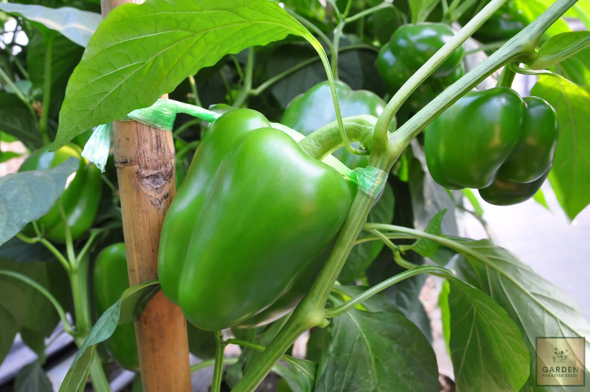 Premium Green Bell Pepper Seeds - Start a flavorful and colorful harvest with these high-quality seeds