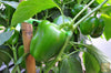 تحميل الصورة في عارض المعرض ، Premium Green Bell Pepper Seeds - Start a flavorful and colorful harvest with these high-quality seeds