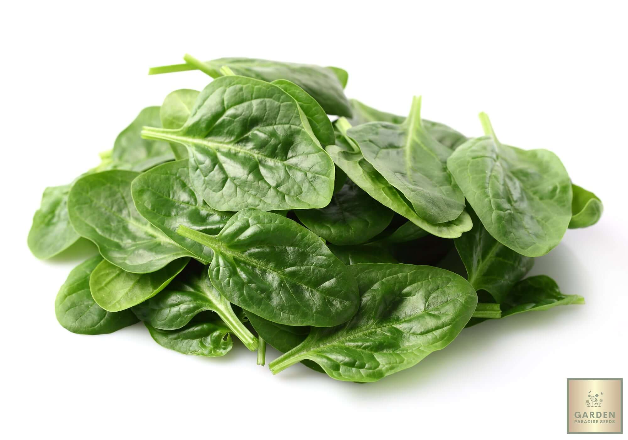 Start Your Garden with Heat-Resistant Spinach Seeds | Enjoy Fresh and Vibrant Greens Even in Hot Weather 