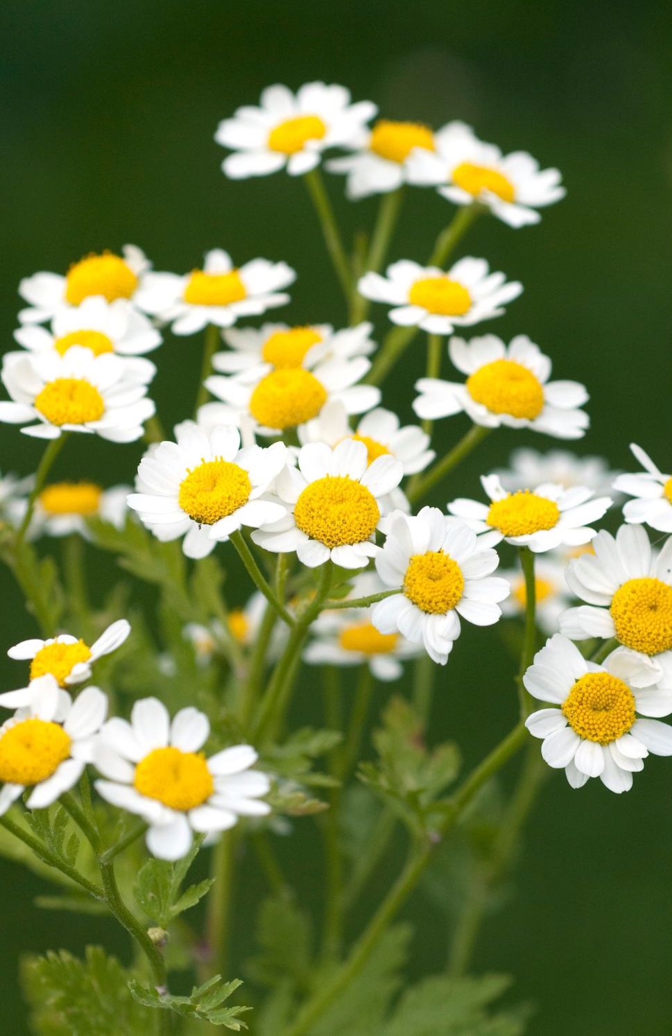 Transform Your Outdoor Space with Feverfew Seeds | Tanacetum Parthenium - Order Now 