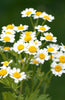 Transform Your Outdoor Space with Feverfew Seeds | Tanacetum Parthenium - Order Now 