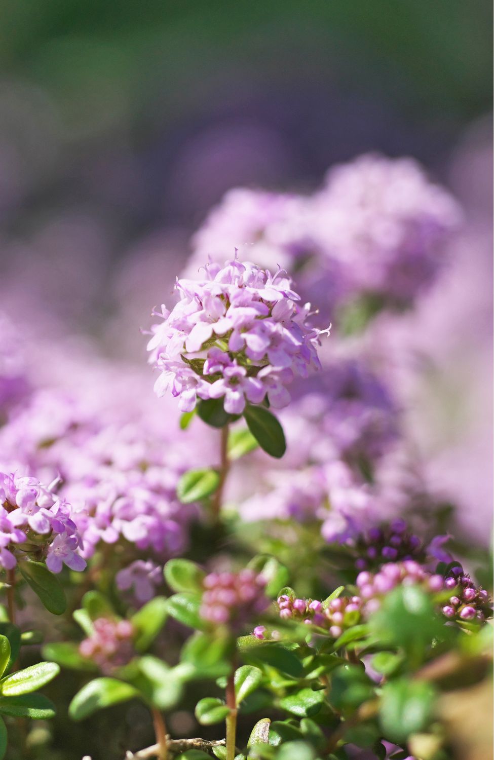 Buy Thyme Purple Creeping Seeds, Online shop for Thymus Serpyllum seeds