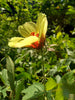 Ladda in bild i Galleri Viewer, Sensory Garden Oasis: Buy Abelmoschus Moschatus for Enchanting Scents