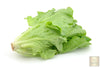 Italian LBuy High-Quality Italian Lettuce Seeds - Elevate Your Salad Gameettuce Seeds