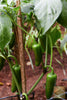 Grow Your Own Heat: Get Jalapeno Seeds for Zesty Culinary Adventures