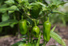 Indlæs billede i gallerifremviser, Hot and Tasty: Purchase Jalapeno Seeds for Sizzling Garden Harvests