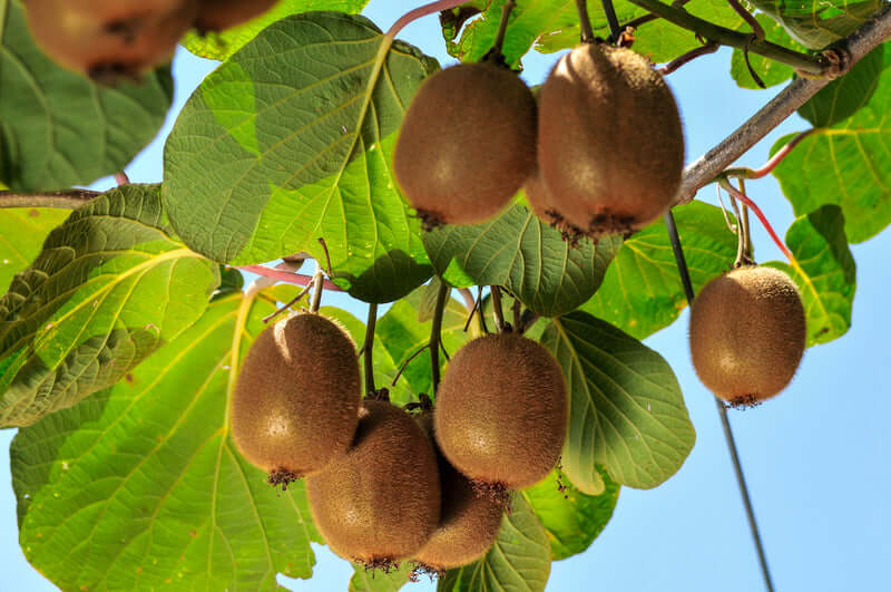 Flavorful Kiwi Tree: Buy Seeds for Homegrown Orchard Experience