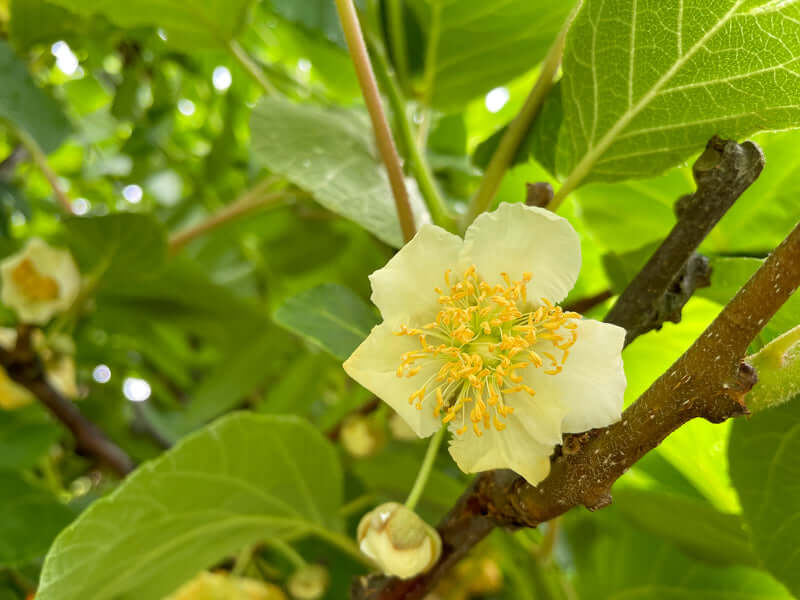 Elevate Your Garden: Get Kiwi Tree for Luscious and Nutrient-rich Harvests