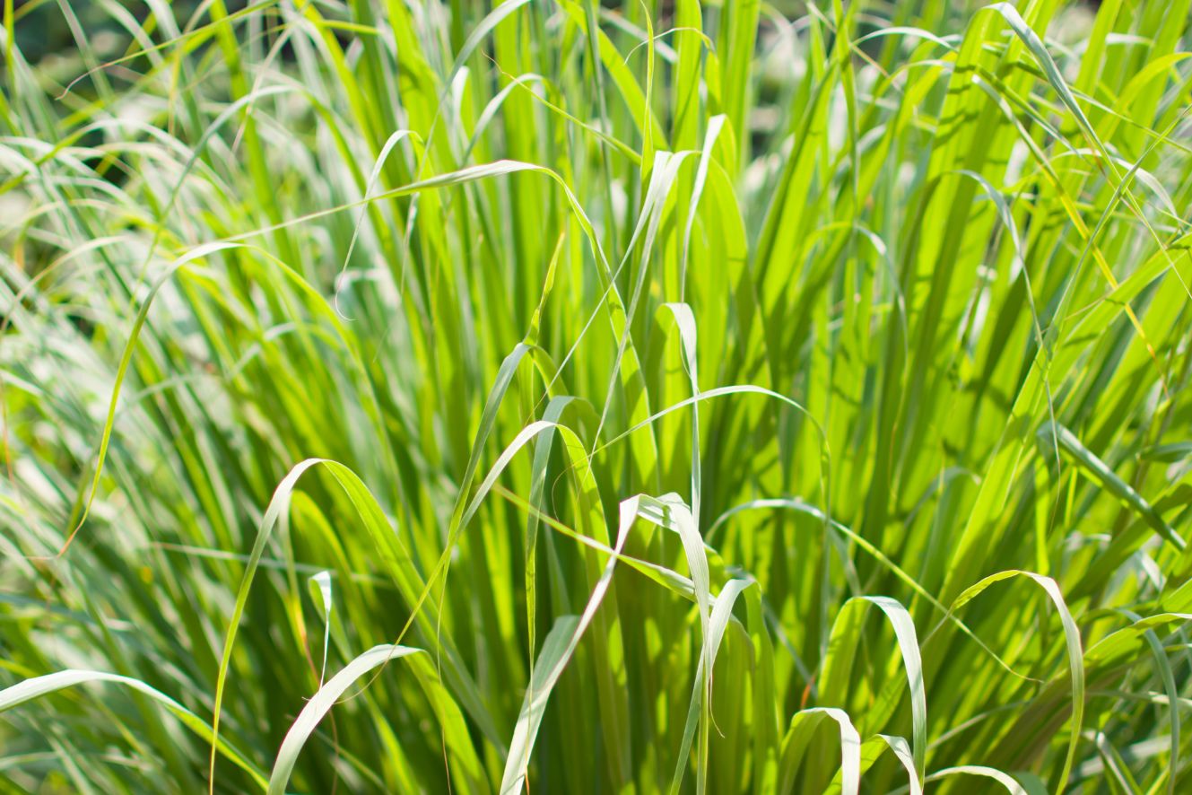 Lemongrass Seeds - Create a refreshing oasis in your garden with this versatile and rejuvenating herb