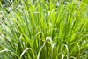 تحميل الصورة في عارض المعرض ، Lemongrass Seeds - Create a refreshing oasis in your garden with this versatile and rejuvenating herb