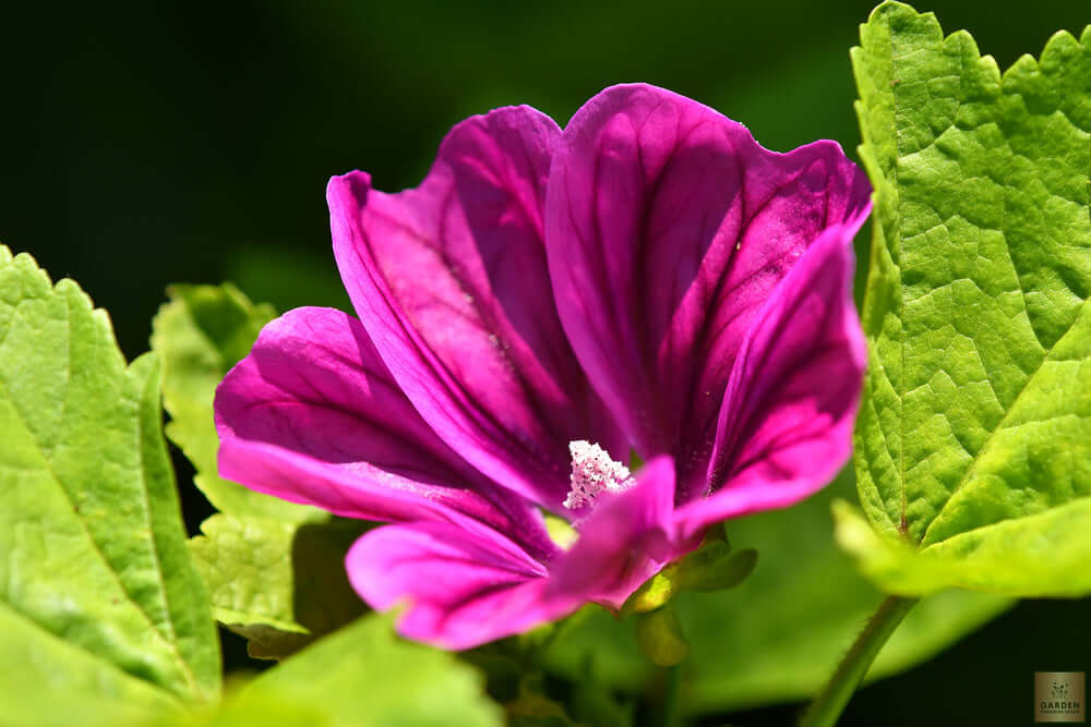 Buy Malva Sylvestris: Refreshing and Nutritious Addition to Your Garden