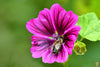 Nourish with Nature: Get Malva Sylvestris Seeds for Fresh and Vibrant Garden Bounty