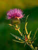 Carica l&#39;immagine nel visualizzatore Galleria, Milk Thistle Seeds - Grow Your Own Herbal Medicine