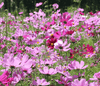 Load image into Gallery viewer, Cosmos Dwarf Sensation Seeds - Bursting with Beauty!