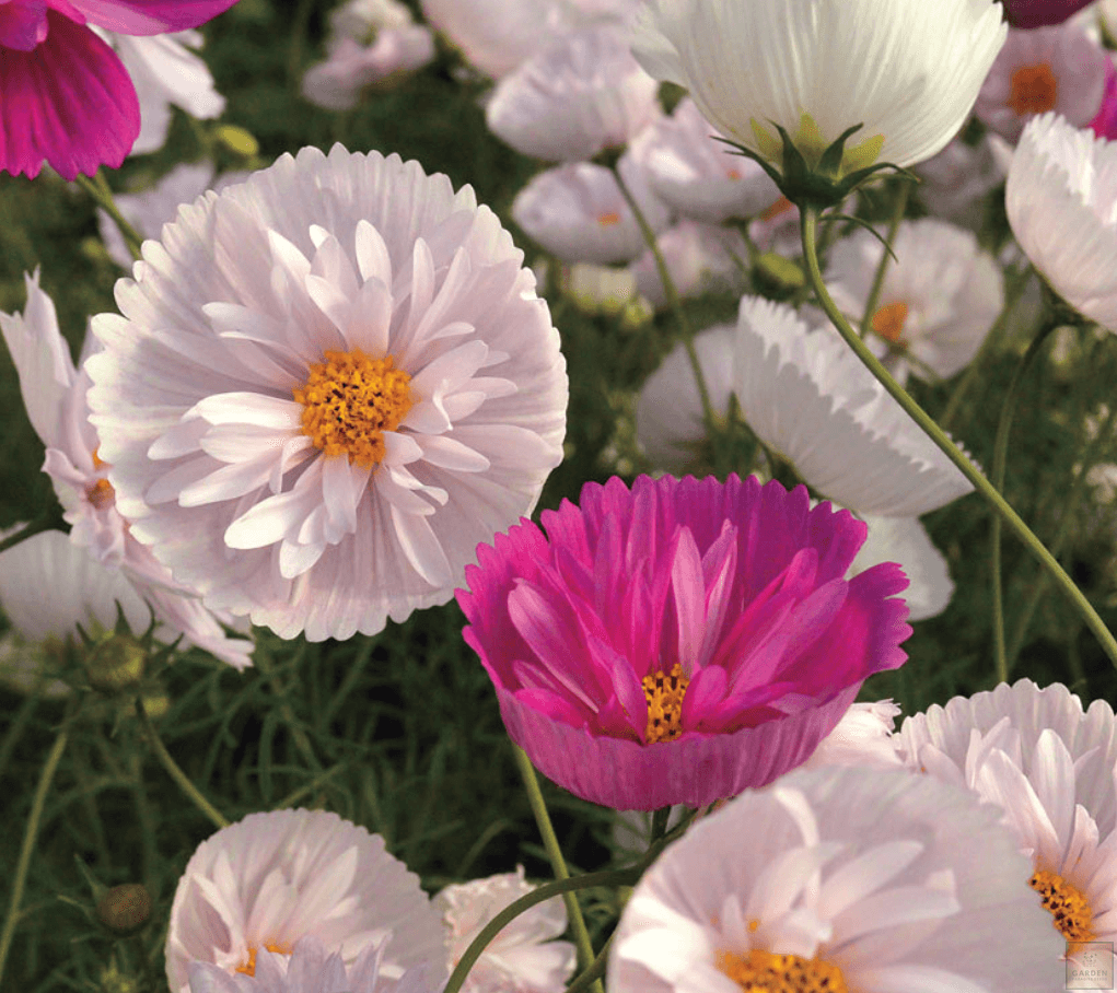 Charming Mixed Cupcake Cosmos: Buy for Colorful Garden Displays