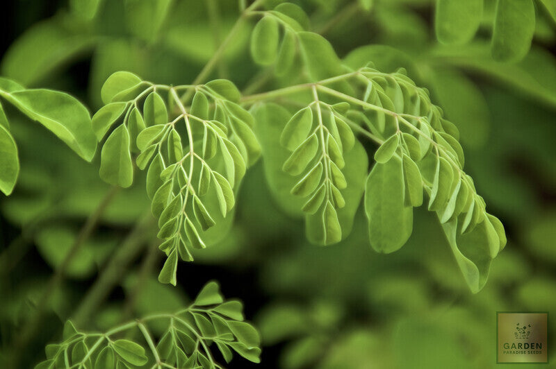 Plant Moringa Oleifera Seeds - Harness Nature's Power