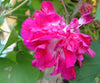 Indlæs billede i gallerifremviser, Double Red Garden Marvel: Buy Morning Glory Seeds for a Captivating Floral Showcase