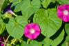Indlæs billede i gallerifremviser, Burst of Pink Blooms: Buy Pink Morning Glory Seeds for Enchanting Landscapes