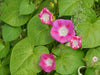 Nature's Pink Delight: Purchase Morning Glory Seeds for Garden Splendor