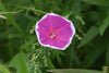 Afbeelding laden in galerijviewer, Garden Blossoms: Get Red Rosy Morning Glory Seeds for Vibrant and Charming Flowers
