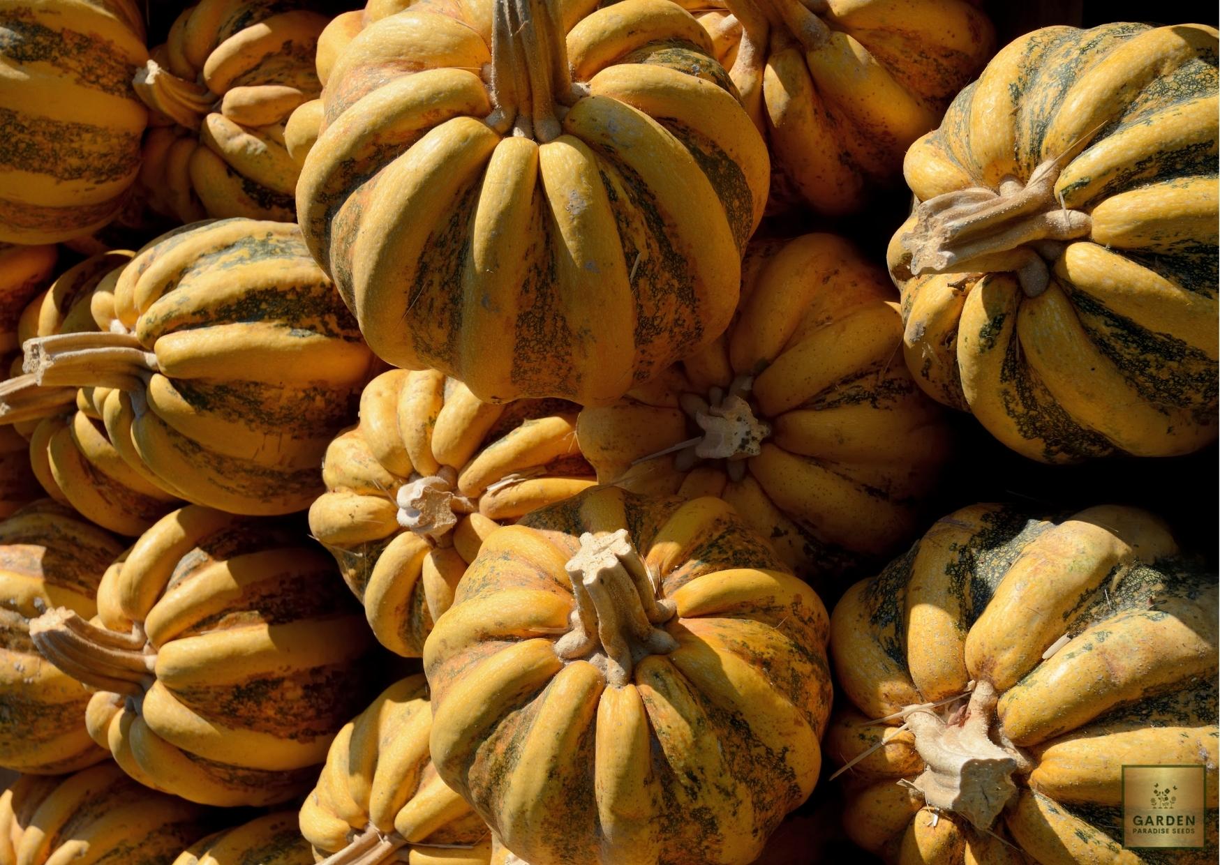 Capture the Season: Purchase Musk Pumpkin Seeds for Wholesome Fun