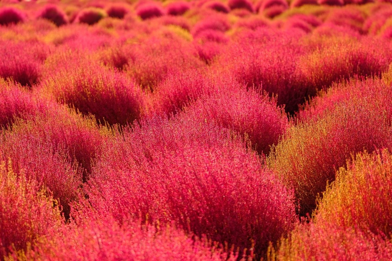 Premium Red Slender Kochia Scoparia Seeds - Start a vibrant and eye-catching landscape with these high-quality seeds